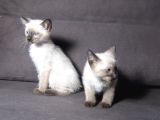 Mi̇nnoş Si̇yam Kedi̇leri̇m