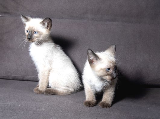 Mi̇nnoş Si̇yam Kedi̇leri̇m görsel