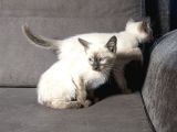 Mi̇nnoş Si̇yam Kedi̇leri̇m