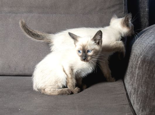 Mi̇nnoş Si̇yam Kedi̇leri̇m görsel