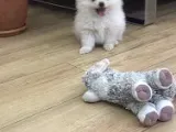 Pomeranian Boo Yavruları