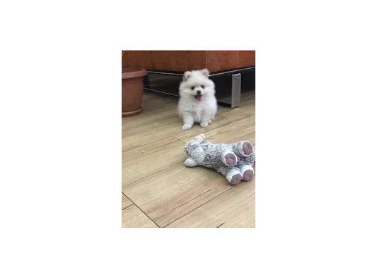 Pomeranian Boo Yavruları görsel