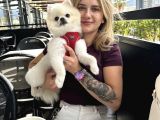Pomeranian Boo Yavruları