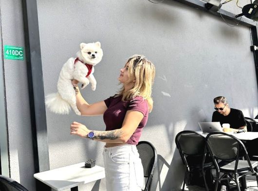 Pomeranian Boo Yavruları görsel