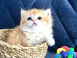 Saf Kan British Shorthair  Ve Longhair Golden