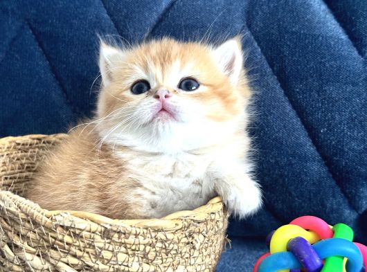 Saf Kan British Shorthair  Ve Longhair Golden görsel