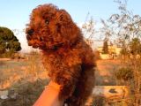 Koyu Renk Lekesiz Aşılı Poodle