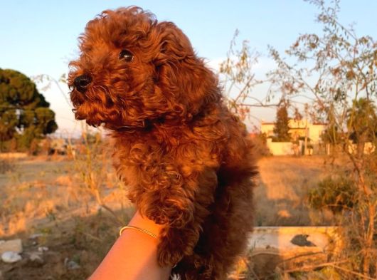 Koyu Renk Lekesiz Aşılı Poodle görsel