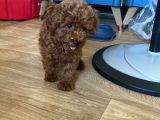 Koyu Renk Lekesiz Aşılı Poodle
