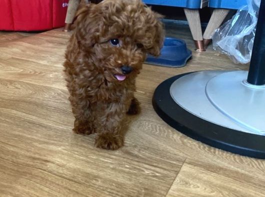Koyu Renk Lekesiz Aşılı Poodle görsel