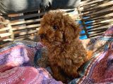 Koyu Renk Lekesiz Aşılı Poodle