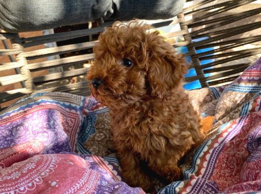 Koyu Renk Lekesiz Aşılı Poodle