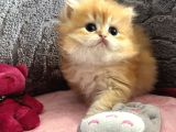 Saf Kan British Shorthair  Ve Longhair Golden