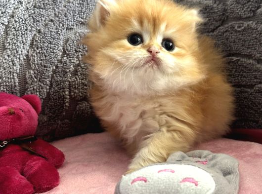 Saf Kan British Shorthair  Ve Longhair Golden görsel