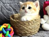 Saf Kan British Shorthair  Ve Longhair Golden