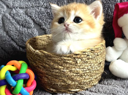 Saf Kan British Shorthair  Ve Longhair Golden görsel