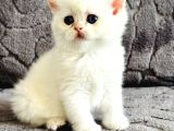 Saf Kan British Shorthair  Ve Longhair Golden