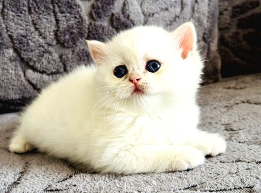 Saf Kan British Shorthair  Ve Longhair Golden görsel