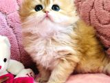 Saf Kan British Shorthair  Ve Longhair Golden