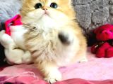 Saf Kan British Shorthair  Ve Longhair Golden