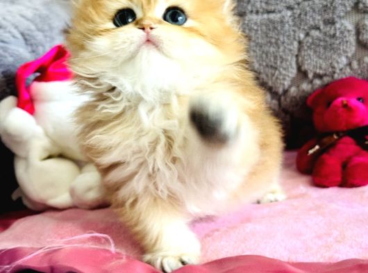 Saf Kan British Shorthair  Ve Longhair Golden görsel