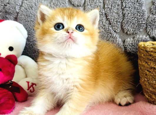 Saf Kan British Shorthair  Ve Longhair Golden görsel