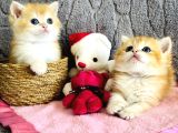 Saf kan British shorthair  ve longhair golden