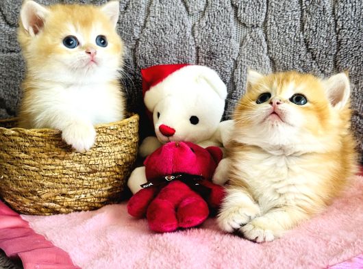 Saf Kan British Shorthair  Ve Longhair Golden