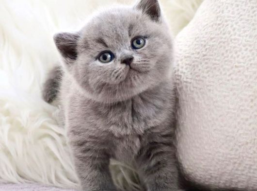 Vazgeçilmez Gri British Shorthair Yavrumuz görsel
