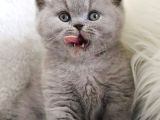 Vazgeçilmez Gri British Shorthair yavrumuz