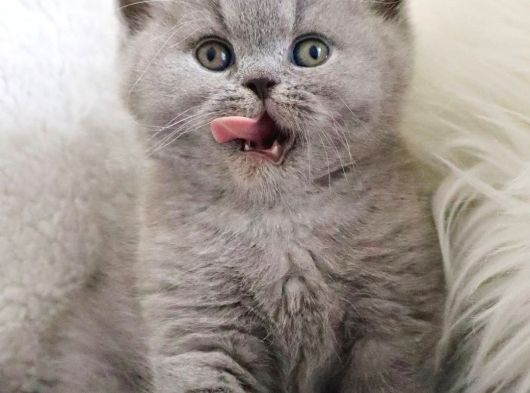 Vazgeçilmez Gri British Shorthair Yavrumuz