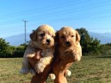 Maltipoo bebekler