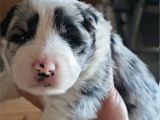 Renk Renk Irk Ve Sağlık Garantili Border Collie Bebekler