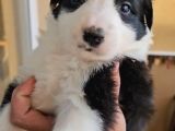 renk renk ırk ve sağlık garantili border collie bebekler