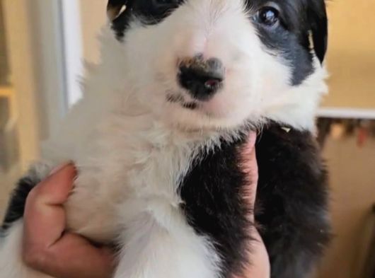 Renk Renk Irk Ve Sağlık Garantili Border Collie Bebekler