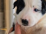 Renk Renk Irk Ve Sağlık Garantili Border Collie Bebekler