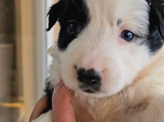 Renk Renk Irk Ve Sağlık Garantili Border Collie Bebekler görsel