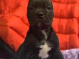 Cane Corso Büyük Kafa Yavrular