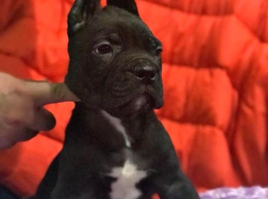 Cane Corso Büyük Kafa Yavrular görsel