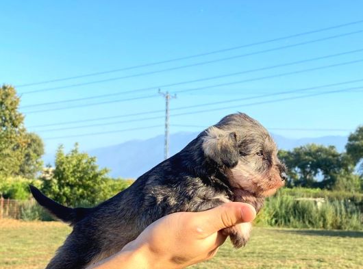 Üst Düzey Mi̇nyatür Schnauzer Bebekler