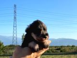Üst Düzey Mi̇nyatür Schnauzer Bebekler
