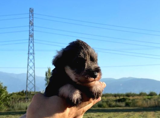 Üst Düzey Mi̇nyatür Schnauzer Bebekler görsel