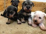 Üst Düzey Mi̇nyatür Schnauzer Bebekler