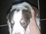 Renk Renk Irk Ve Sağlık Garantili Border Collie Bebekler