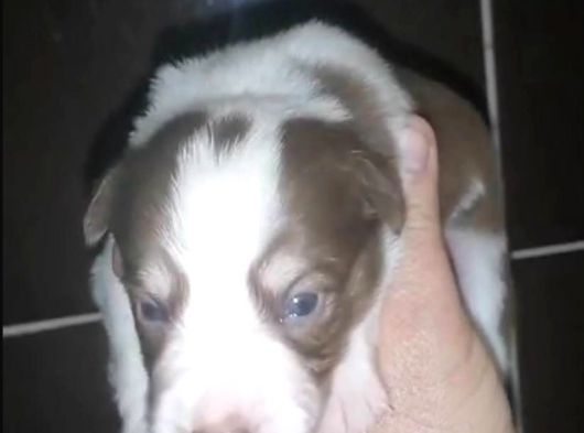 Renk Renk Irk Ve Sağlık Garantili Border Collie Bebekler görsel