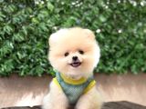 ORJİNAL POMERANİAN BOO ÇOCUKLAR