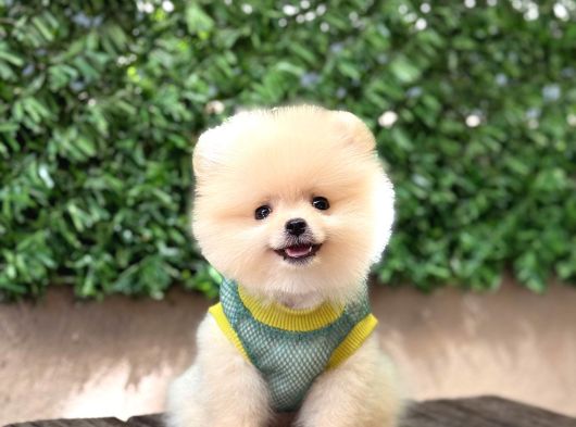 Orji̇nal Pomerani̇an Boo Çocuklar