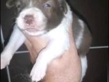 Renk Renk Irk Ve Sağlık Garantili Border Collie Bebekler