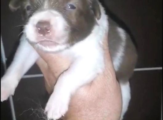Renk Renk Irk Ve Sağlık Garantili Border Collie Bebekler görsel