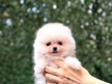 Orji̇nal Pomerani̇an Boo Çocuklar